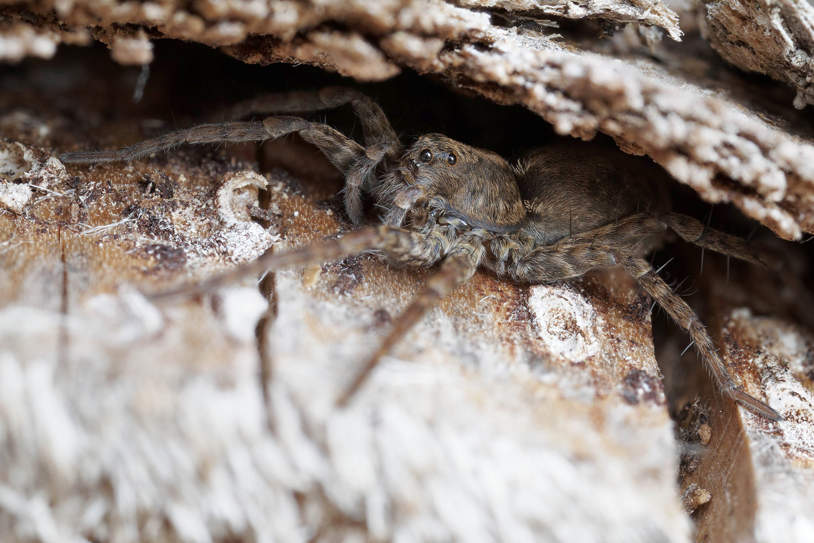 Pardosa amentata   stacked   0012